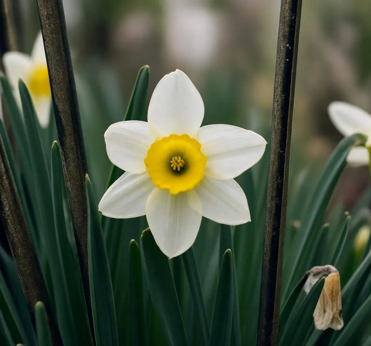 Narciso