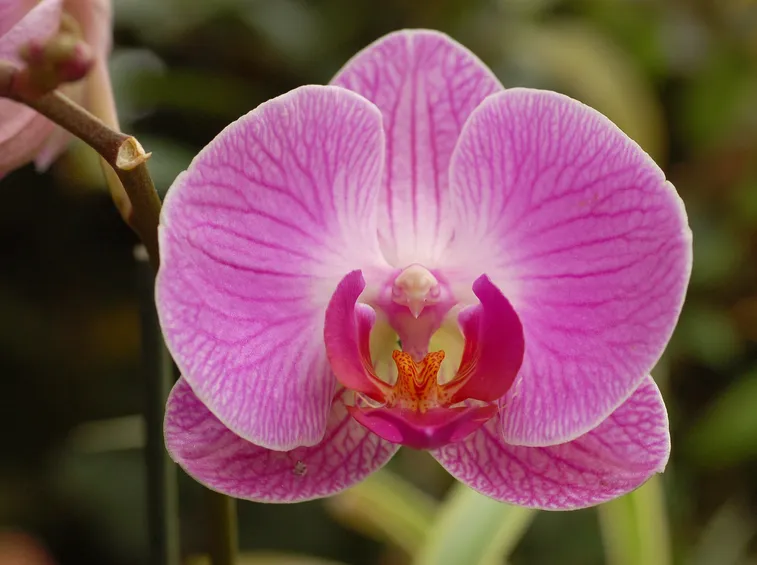 Un esemplare di orchidea di colore rosa