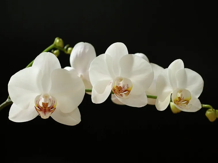 Fiori di orchidea bianchi
