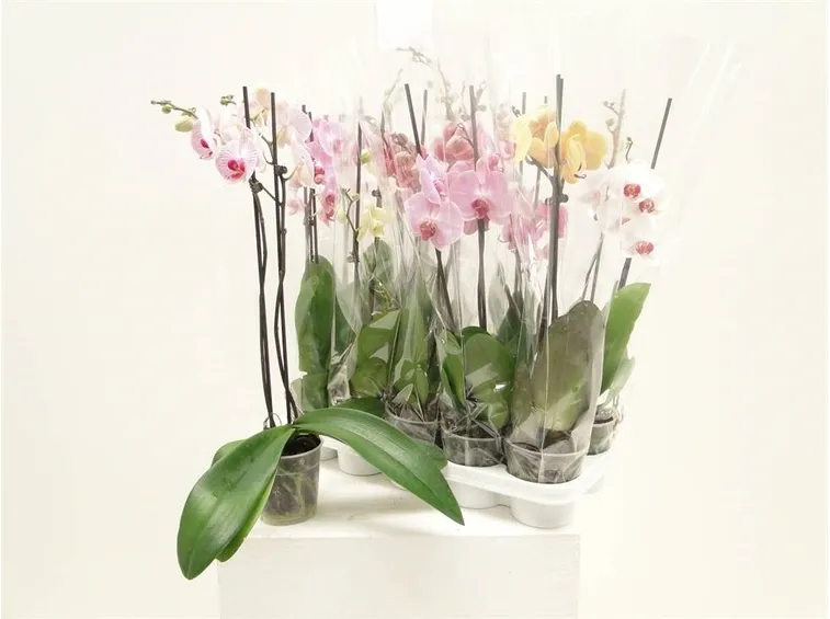 Orchidee con fiori di vario colore coltivate in vaso