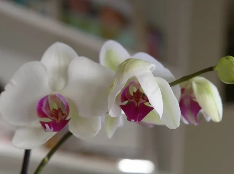 Fiori di orchidea sullo stelo ricurvo
