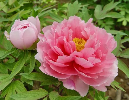 Fiori peonia arbustiva