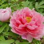 Fiori peonia arbustiva