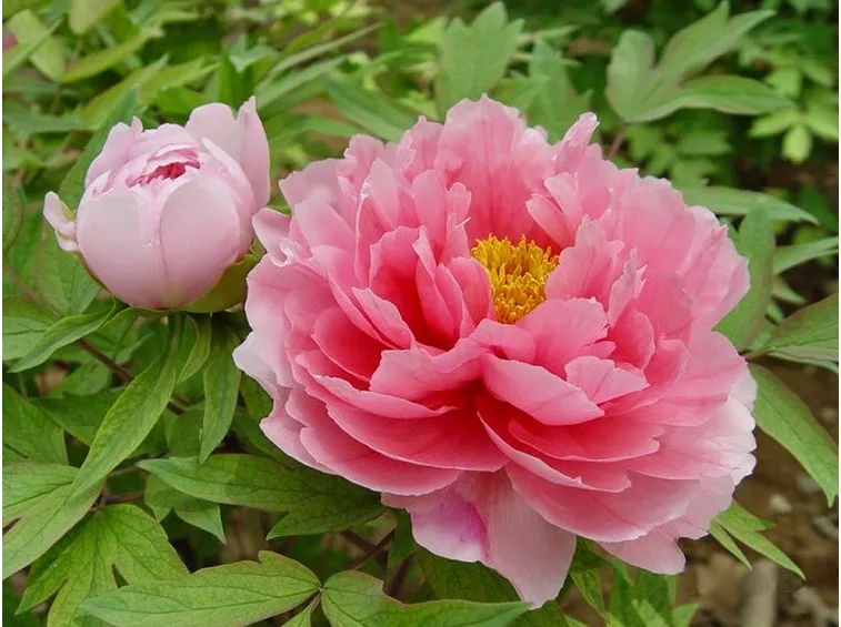 Fiori peonia arbustiva