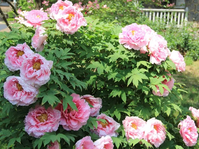 Peonia arbustiva giardino