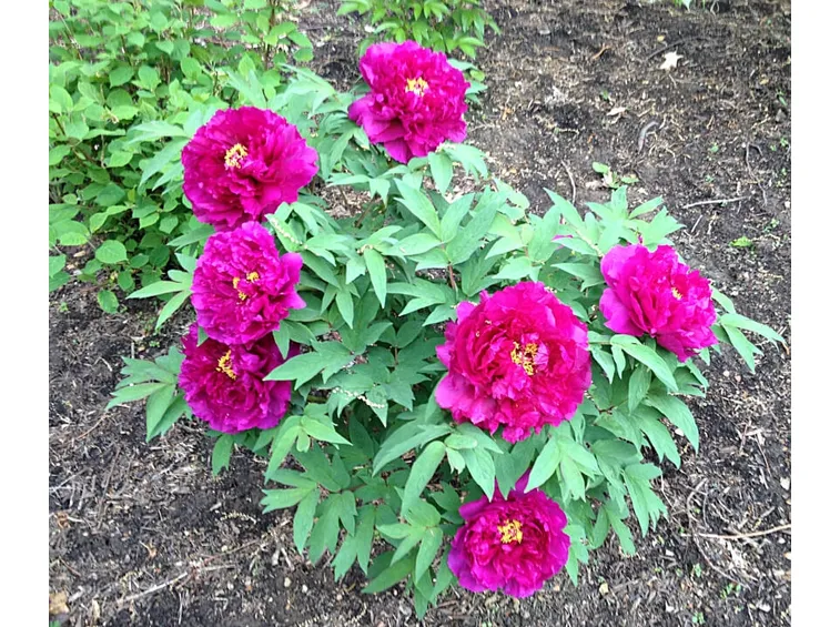 Peonia concimata