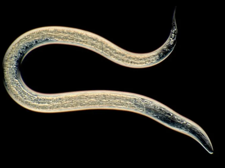 Pianta ornamentale nematode