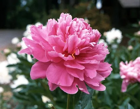 Peonia