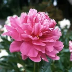 Peonia