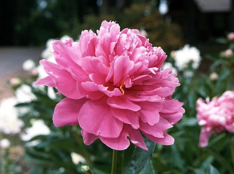Peonia