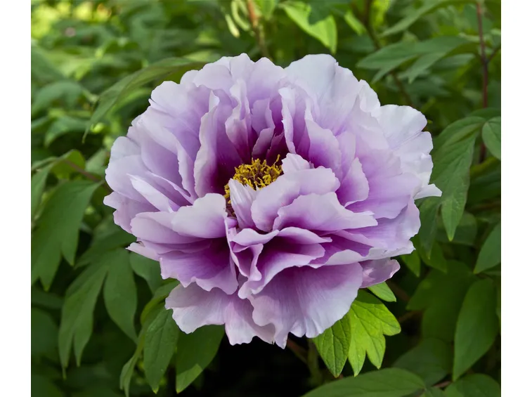 Peonia