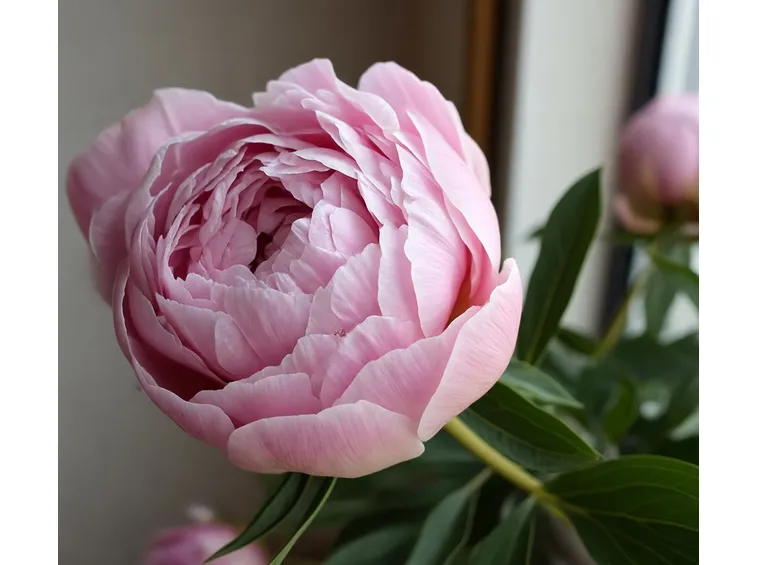 Peonia
