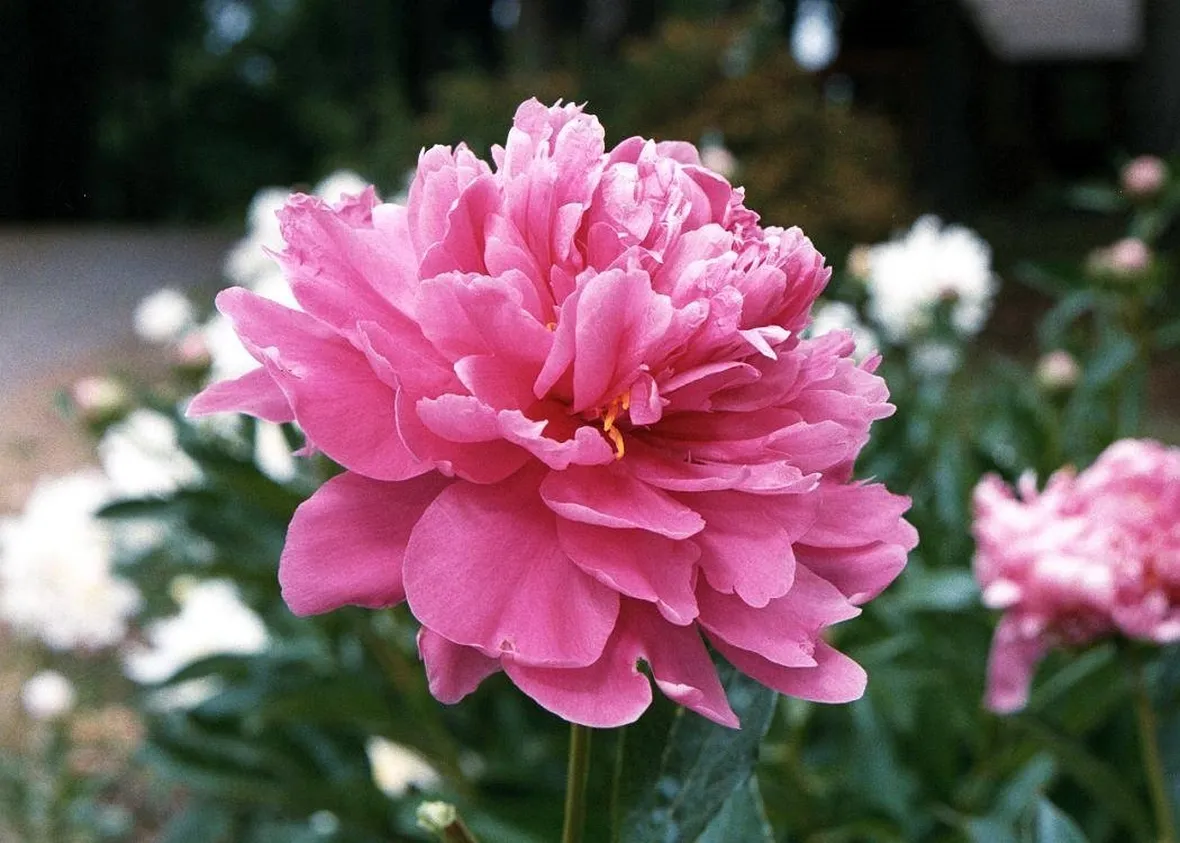 Peonia
