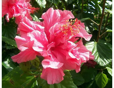 Bellissimo Ibisco doppio rosa