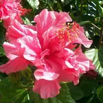 Bellissimo Ibisco doppio rosa