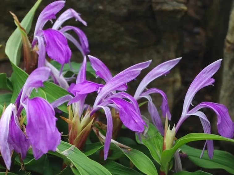 Piante di fiori di Roscoea purpurea