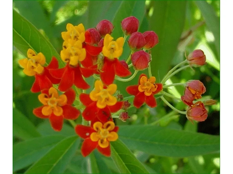 Fiori di Asclepias curassavica