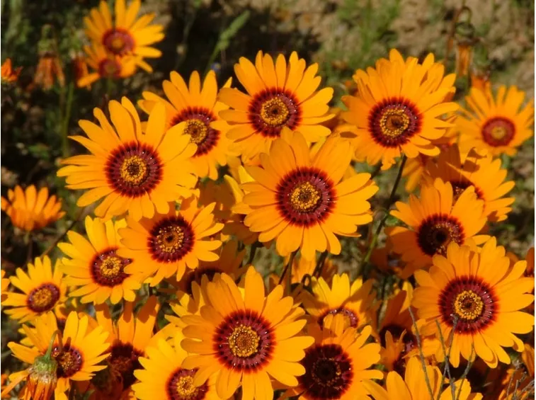 Fiori di Ursinia calenduliflora