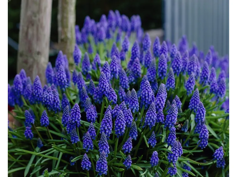 Fiori di Muscari armeniacum