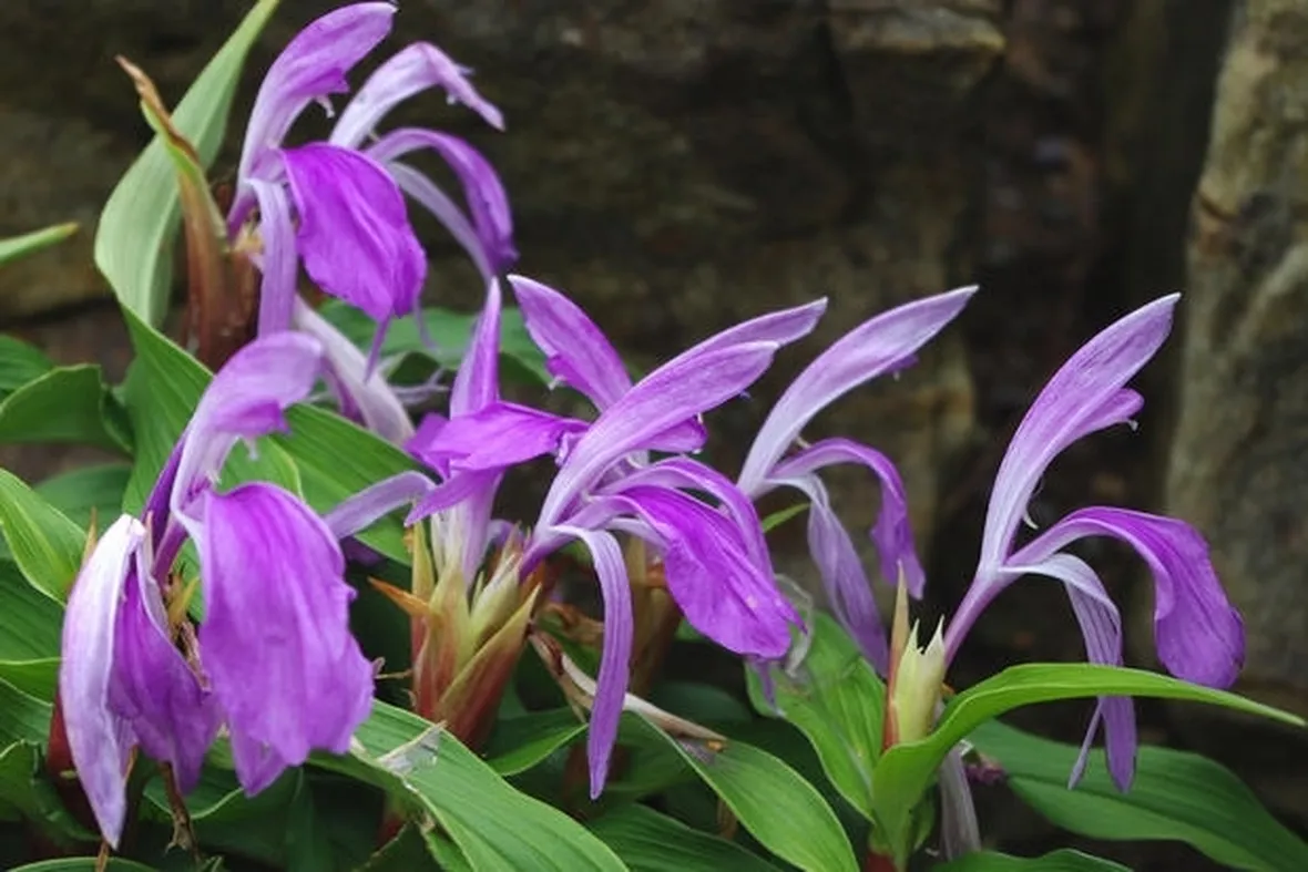 Piante di fiori di Roscoea purpurea