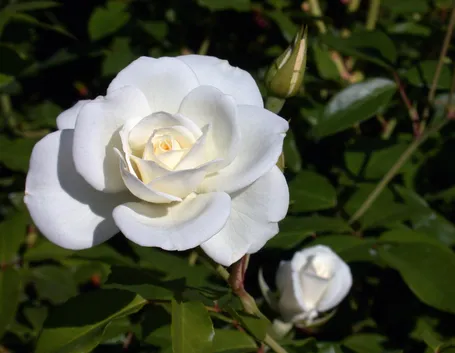 Rosa iceberg