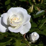 Rosa iceberg