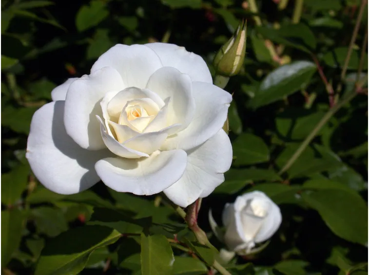 Rosa iceberg