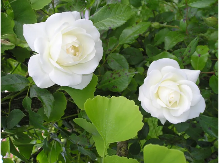 Rose coltivazione