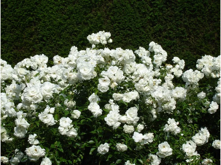 Varità rose