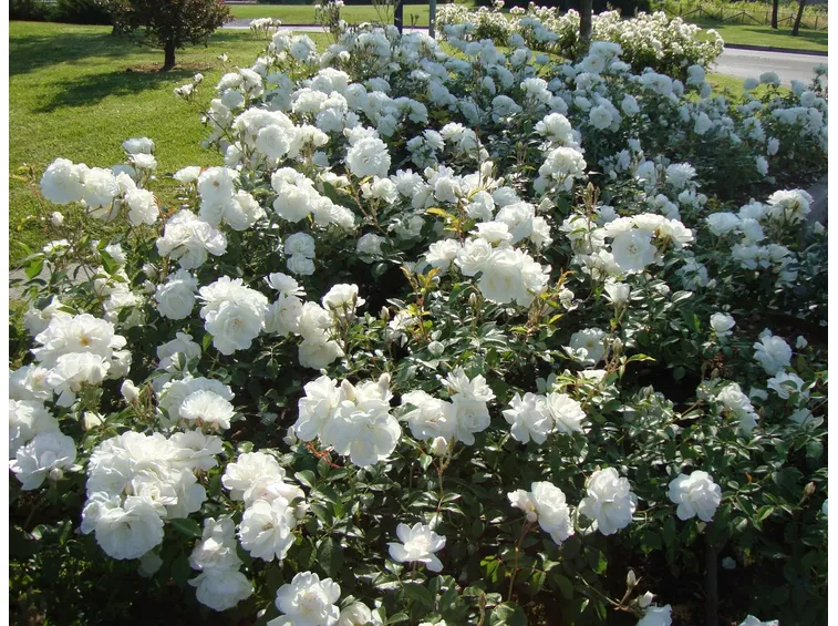 Giardino rosa