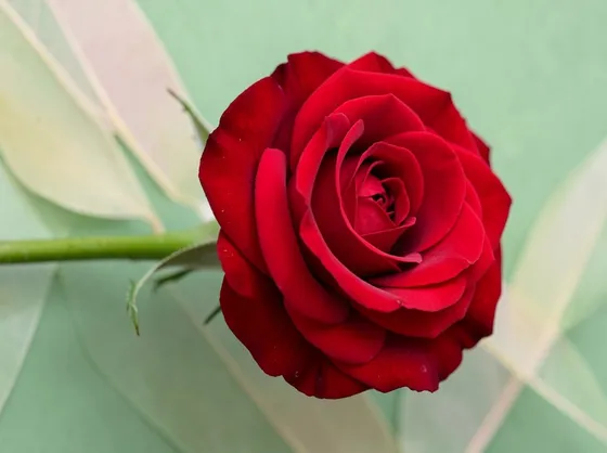 rosa rossa