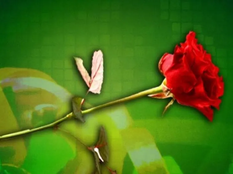 rosa rossa