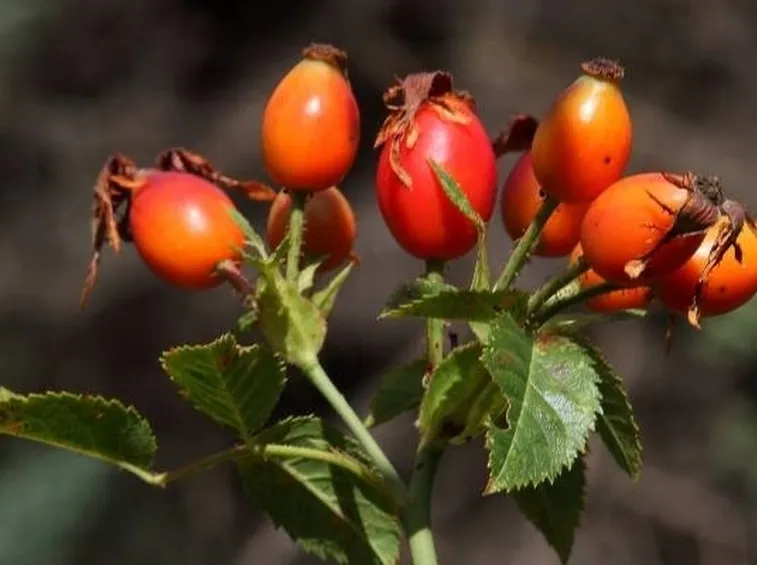 la rosa canina