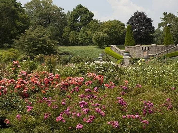 un campo di rose