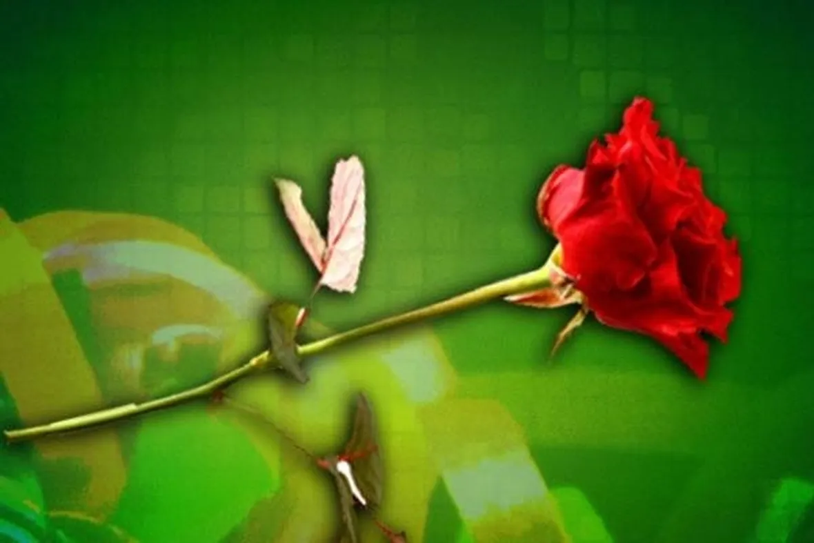 rosa rossa