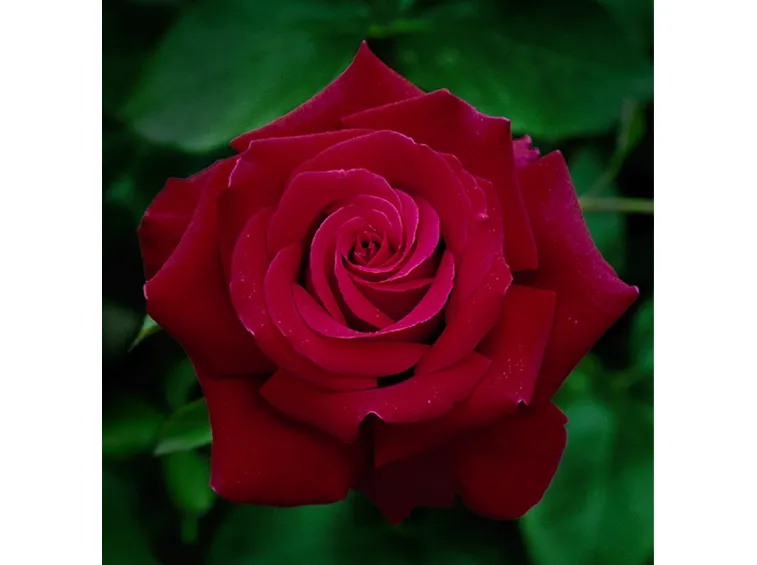 Rosa ibrido di tea rossa