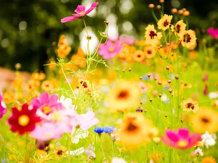 tipi di fiori 