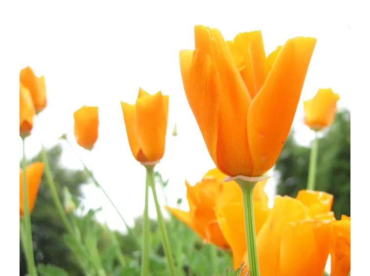 Fiori di piante 