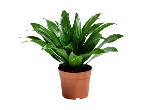 pianta da interno
