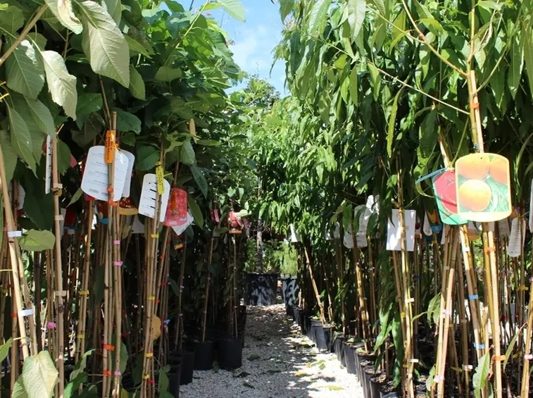 piante da frutta