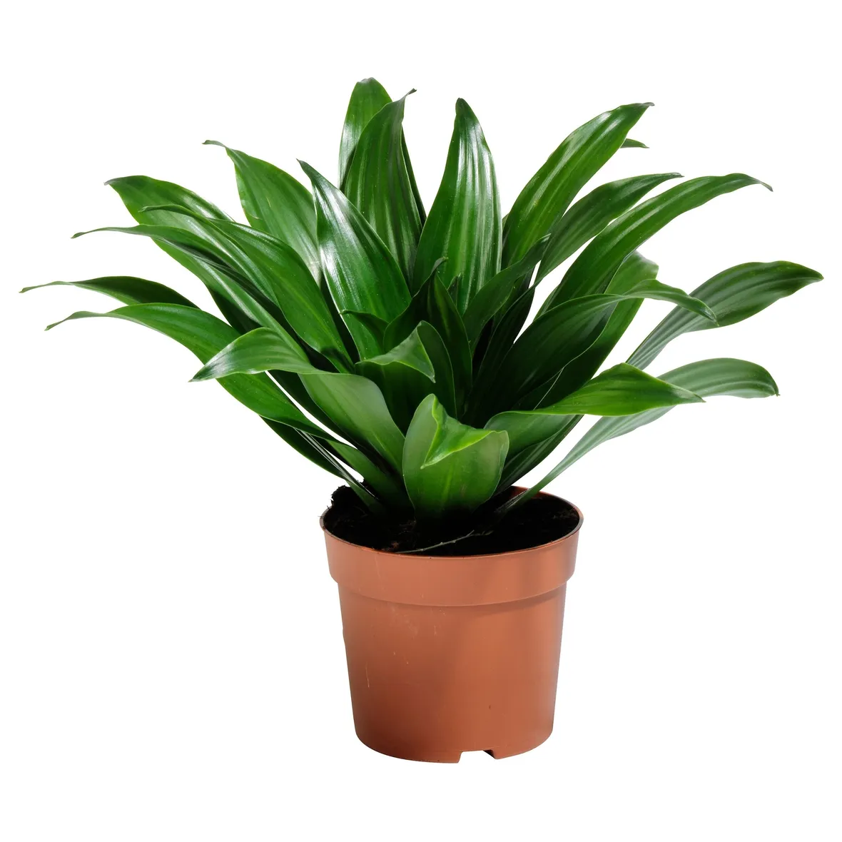 pianta da interno