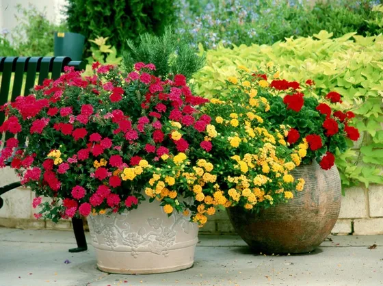 piante da giardino in grandi vasi