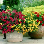 piante da giardino in grandi vasi