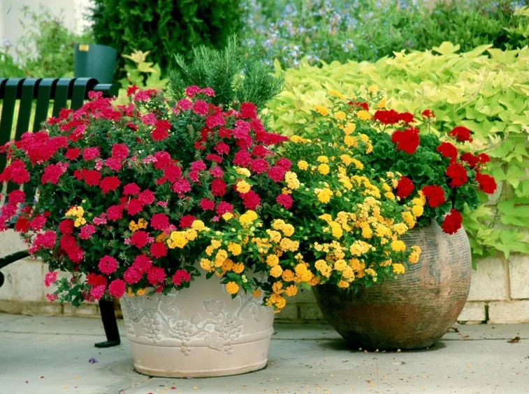 piante da giardino in grandi vasi