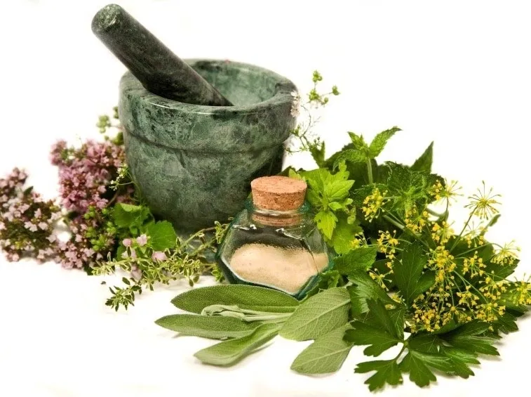 le piante aromatiche al servizio della medicina omeapatica