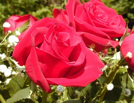 varietà di rose