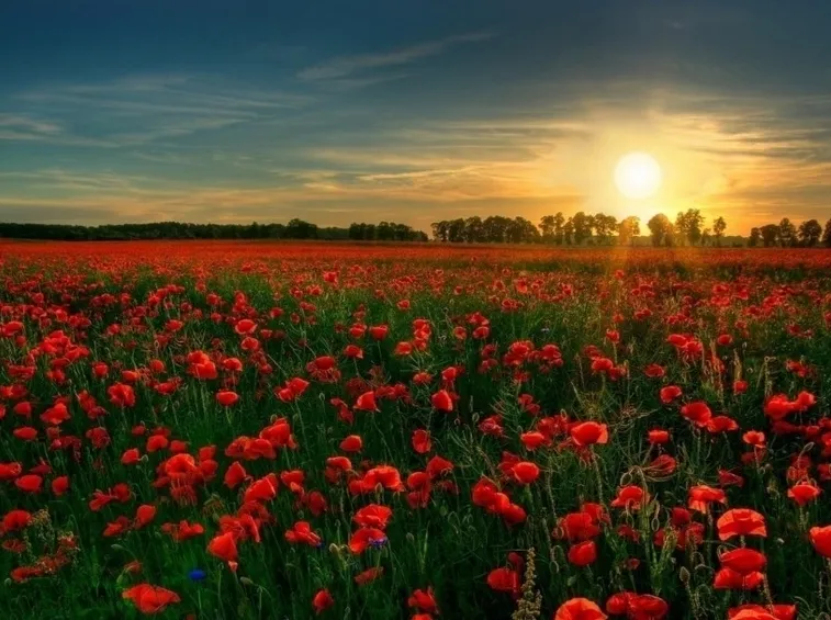 Le stagioni preferite dai fiori