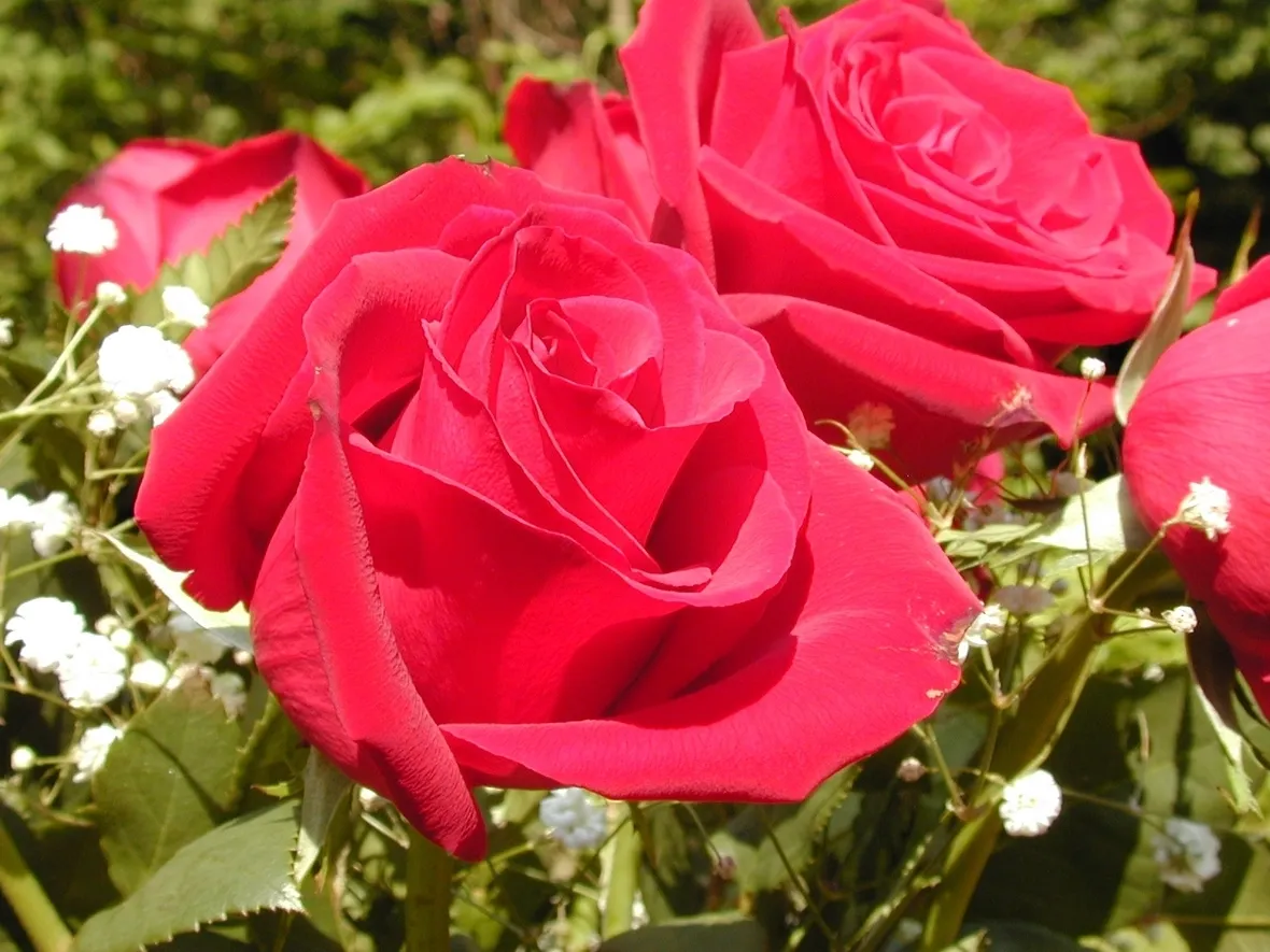 varietà di rose