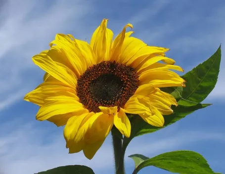 Girasole