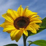 Girasole